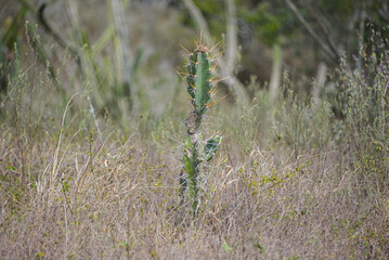 Detail of the thorn of the mandacaru, a plant native to the Brazilian caatinga. Scientific name Cereus jamacaru, from the botanical family of Cactaceae	
