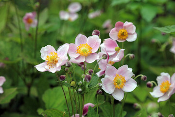 Closeup of a cluster of Grapeleaf Anemone blooms, Derbyshire England
