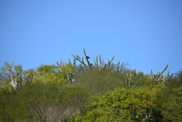 Detail of the thorn of the mandacaru, a plant native to the Brazilian caatinga. Scientific name Cereus jamacaru, from the botanical family of Cactaceae