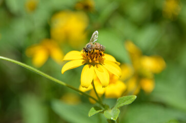 Bee and Mini Sunflower. Close-up of a large striped bee collecting pollen on a yellow flower on a sunny day on the farm.