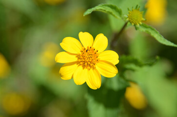 Mini Sunflower (Butter Daisy flower of a thousand stars) with the scientific name Melampodium Divaricatum