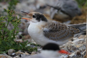 common tern detail