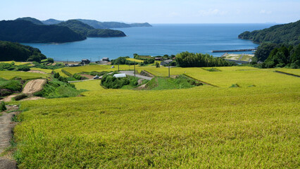 刈り入れ前の田んぼ