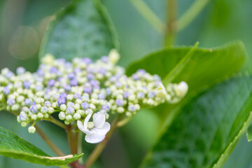 額紫陽花の花と蕾