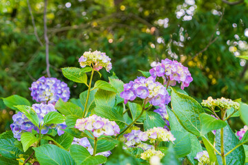 紫陽花の花