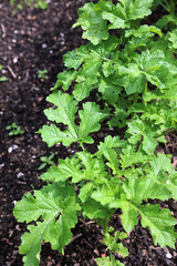 Closeup of White Mustard leaves, Derbyshire England
