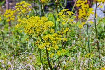 Wilder Fenchel (Foeniculum vulgare) in der Algarve (Portugal)