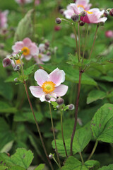 Obraz premium Grapeleaf Anemone blooms and foliage, Derbyshire England 