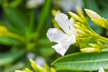 キョウチクトウの花