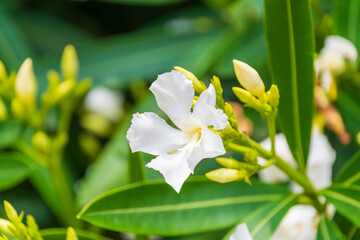 キョウチクトウの花