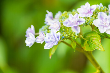 美しい額紫陽花の花