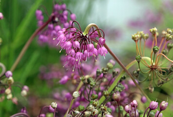 Macro image of Lady's leek blooms, Derbyshire England
