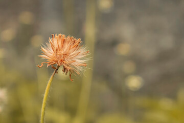 Grassy flower-(Coatbuttons, Mexican daisy)-Background blur. Indonesian grassy flower with blur background.