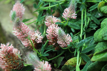 Macro image of Red Feather Clover blooms, Derbyshire England
