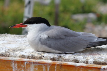 tern