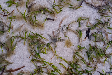砂浜の中の水の中にいたヒトデ