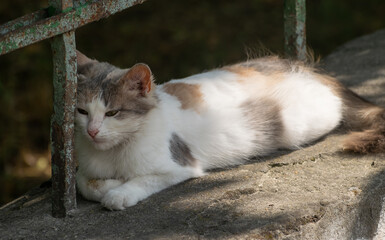 Sad church cat, Balti, Republic of Moldova, 2023-07-14