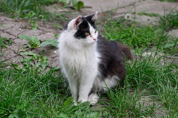 Black and white stray cat, Balti, Republic of Moldova, 2024-05-09