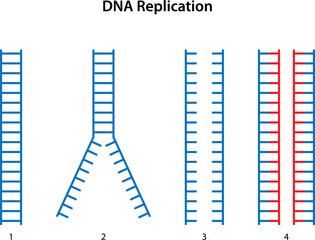 DNA replication: 1. Parental DNA.
2. Breakage of hydrogen bonds between DNA strands.
3. Two separated DNA strands.
4. Two daughter DNA.
