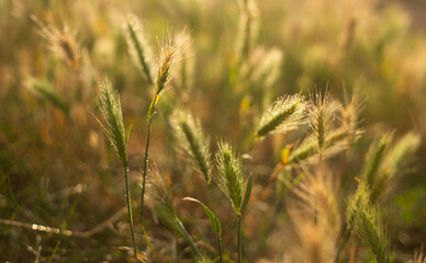 Rural Serenity and Summer Bliss