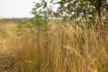 Summer Days in the Countryside
