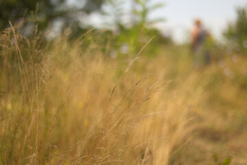 Fototapeta premium Summer Days in the Countryside