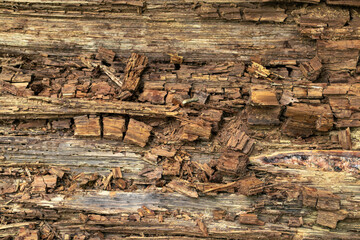 Texture of dry and rotten wood. Rotten trunk of a dead tree