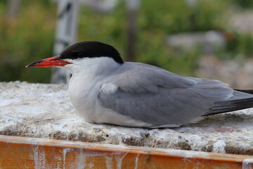 common tern detail