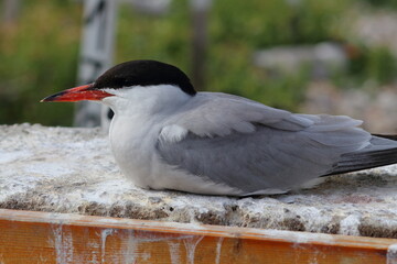 tern