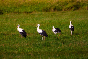 Before flying south, storks gather in large flocks in the fields.
In the fields, storks gather strength for the long flight.
