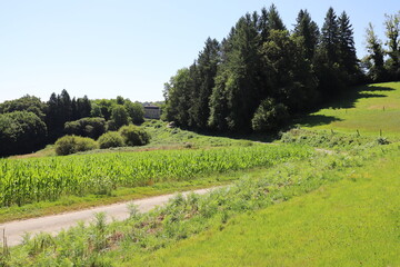 The photo depicts an open rural road lined with tall cornfields on a bright summer day. The road stretches into the distance under a vivid blue sky.