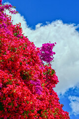 Bougainvillea Strauch in Portugal