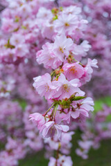 Fototapeta premium Close-up of pink cherry blossoms blooming on a branch with a soft-focus floral background