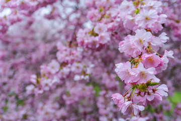 Selective focus of beautiful branches of pink Cherry blossoms on the tree, Beautiful Sakura flowers during spring season in the park, Flora pattern texture, Nature floral background.