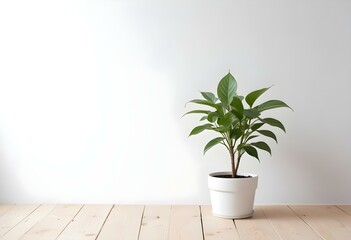 A small potted plant with green leaves on a wooden surface against a white wall.