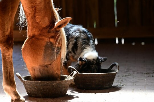 Gef&auml;hrten. Sch&ouml;nes goldenes Pferd frisst neben sch&ouml;nem Hund aus Futternapf