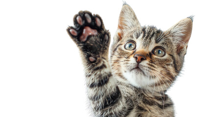 Fototapeta premium A detailed view of a cat giving a high five, paw extended, PNG, playful and expressive, cute and detailed fur