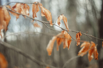 autumn withered foliage. branches of an autumn tree