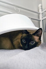 Cute small lonely cat hiding under the laundry basin on the sofa