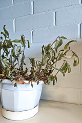 A dead and dried plant in the office. Withered foliage and brown leaves indicate poor plant care and atmosphere.