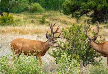 Mule Deer RMNP