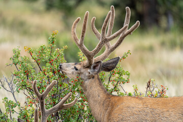 Mule Deer RMNP