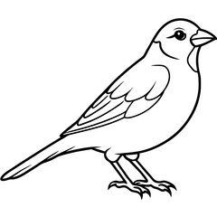 Sparrow Vector Illustration - Detailed Bird SVG Files for Cricut, Clipart, and T-Shirt Graphics