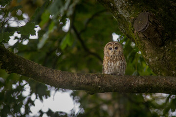Tawny owl in daylight sat on branch with blurred green leaves and foliage in the background