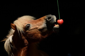 Ponyzirkus. Süßes Shetlandpony versucht in einen aufgehängten Apel zu beißen