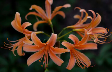 日本の兵庫県加古川市にある円照寺の彼岸花