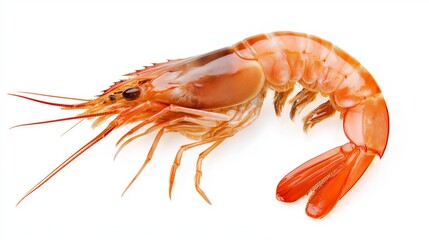 Single fresh cooked prawn isolated on white background.
