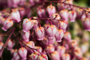 Lily of the Valley Flowering Shrub in a Spring Garden