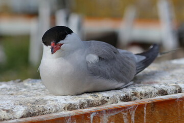 common tern detail