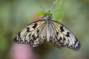 Naklejka premium Idea leuconoe